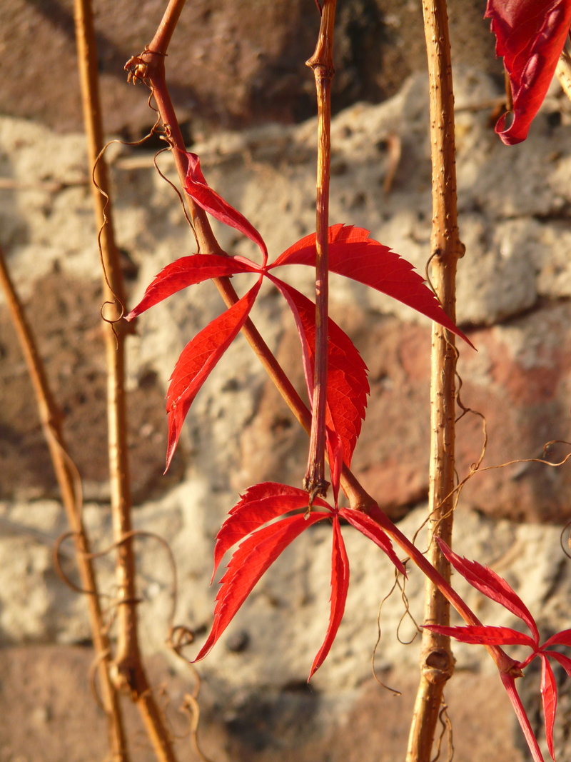 plant, fragility, leaves, 2K, wall, vulnerability, brick, grape crop, plant stem, grapevine, dry, autumn, red, leaf, change, nature, day, outdoors, wine partner