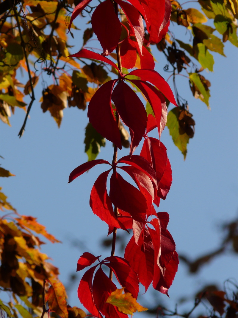 climber, tree, petal, leaves, plant, facade green, Color, red, autumn, close-up, growth, nature, vitis, grape crop, whip vine, focus on foreground, 2K