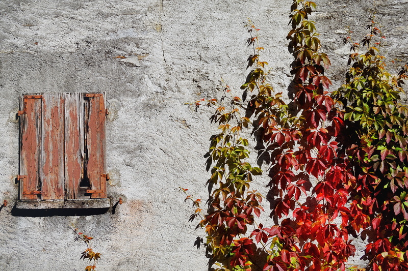 built structure, growth, wine partner, flower, flora, 5K, rank growths, wild vine, white wall, leaf veins, emerge, metal, coloring, shadow, vine leaves