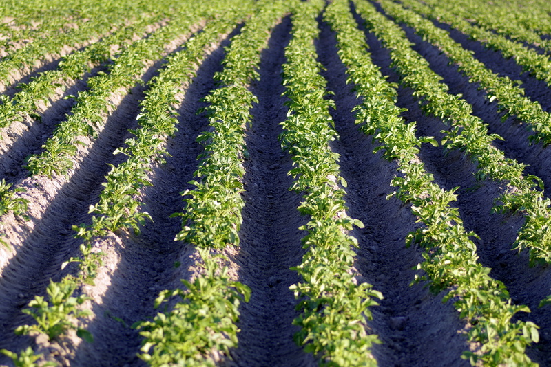 crop, plant, planting, winemaking, agriculture, in a row, tranquility, tranquil scene, 4K, Potato, scenics - nature, nature, the cultivation of, growth