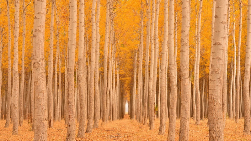 forest, foliage, autumn, aspen, the ranks, yellow, 1080P, alley