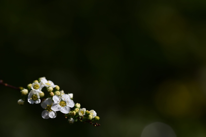 outdoors, vulnerability, springtime, dark, day, fragility, flower head, freshness, no people, flowering twig, small, copy space, tender, plant, beauty in nature