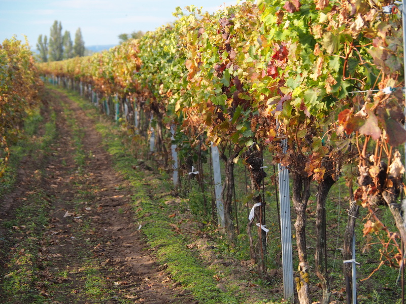 landscape, tranquil scene, land, scenics - nature, growth, vines, 4K, change, autumn, rebstock, tranquility, winemaking, vineyard, green, nature, tree