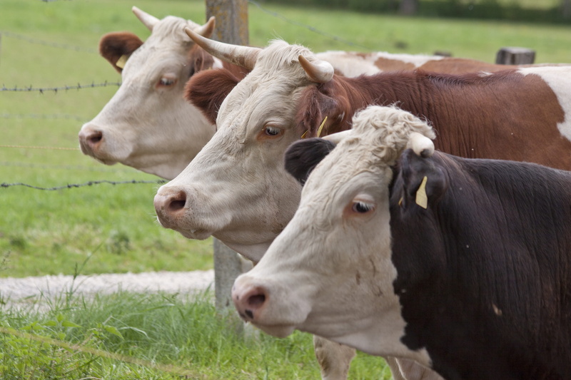 land, pets, cows, field, group of animals, herbivorous, livestock tag, no people, vertebrate, plant, ruminant, horns, mammal, three, beef, wooden, brown