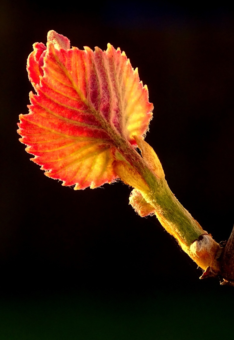 wine, studio shot, no people, rebstock, growth, vulnerability, petal, ranke, red, plant, beauty in nature, black background, inflorescence, pollen, vineyard