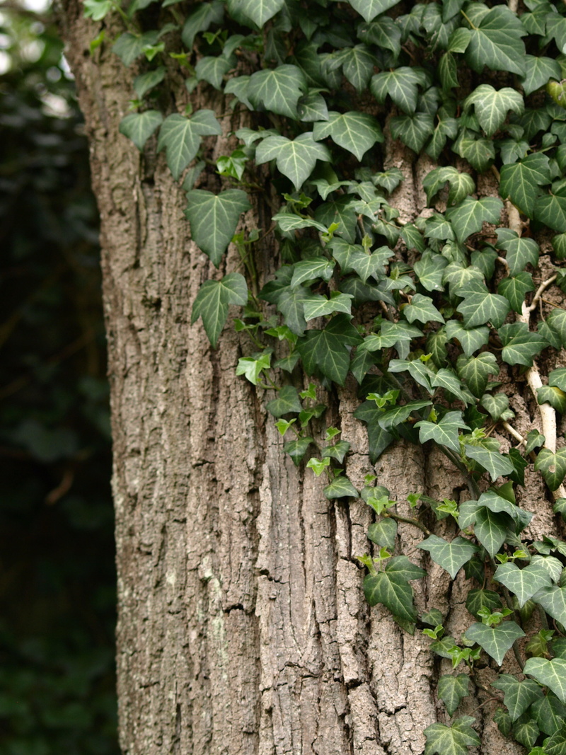 ivy, tree trunk, climber, no people, creeper plant, tree, forest, day, growth, textured, bark, trunk, close-up, plant part, green, focus on foreground