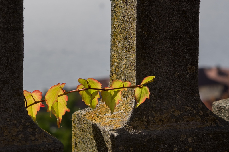 coloring, tree, concrete, 2K, wall - building feature, wild vine, tree trunk, day, focus on foreground, yellow, wine partner, plant, colorful, grapevine