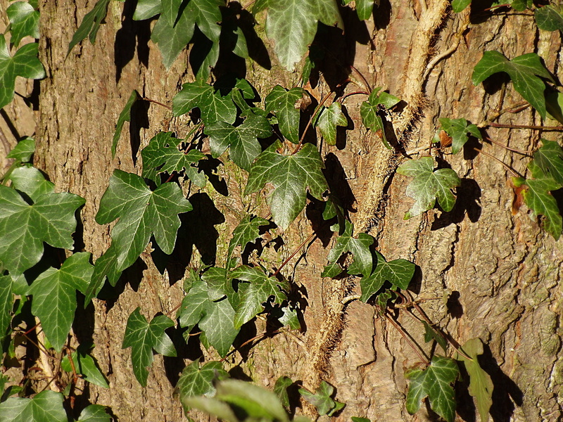 trunk, summer, high angle view, log, sunlight, tree trunk, plant, growth, land, agriculture, tranquility, 2K, creeper, leaves, fouling, plant part, green color