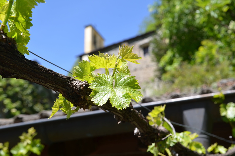 architecture, grape, 4K, nature, focus on foreground, built structure, low angle view, beauty in nature, grape leaf, growth, leaf, fragility, plant, sky