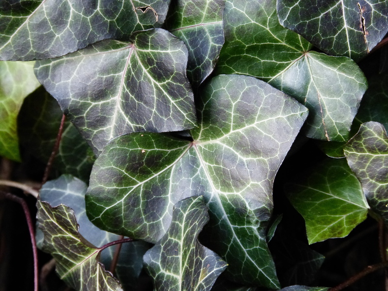 natural pattern, vegetable, overgrown, day, wild, green color, cabbage, ranke, focus on foreground, plant, directly above, fouling, outdoors, green plant