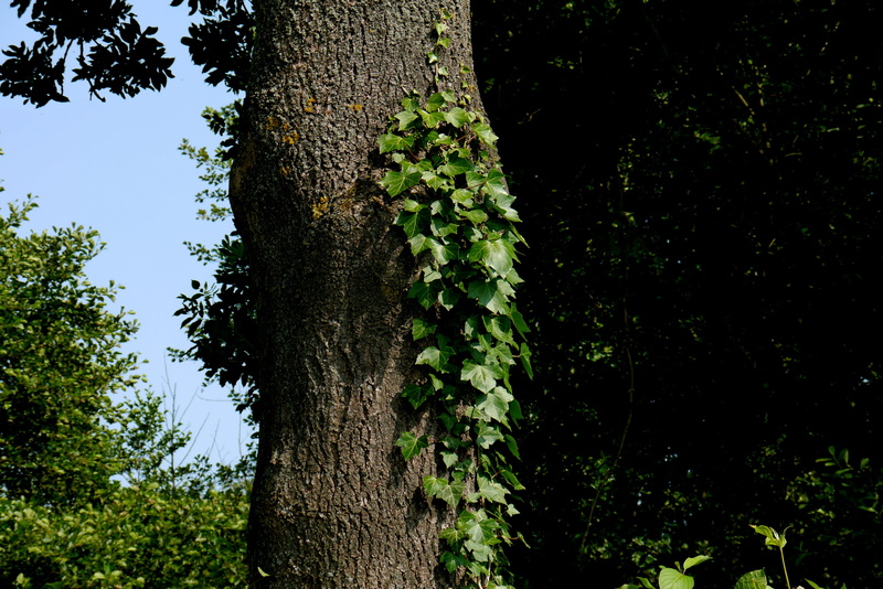 sky, trunk, nature, forest, focus on foreground, sunlight, make the most of, green color, beauty in nature, tree, 4K, tree trunk, ivy, land, ranke, day