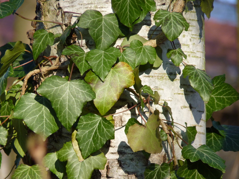 freshness, healthy eating, growth, day, sunlight, outdoors, nature, no people, log, bark, leaf, 4K, close-up, wellbeing, ranke, tree, green color, plant part