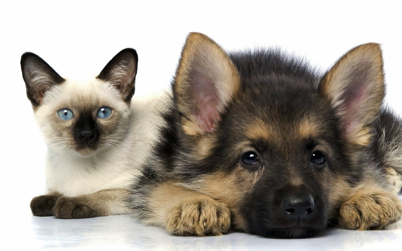 2K, puppies, dog, German Shepherd, animals, cat