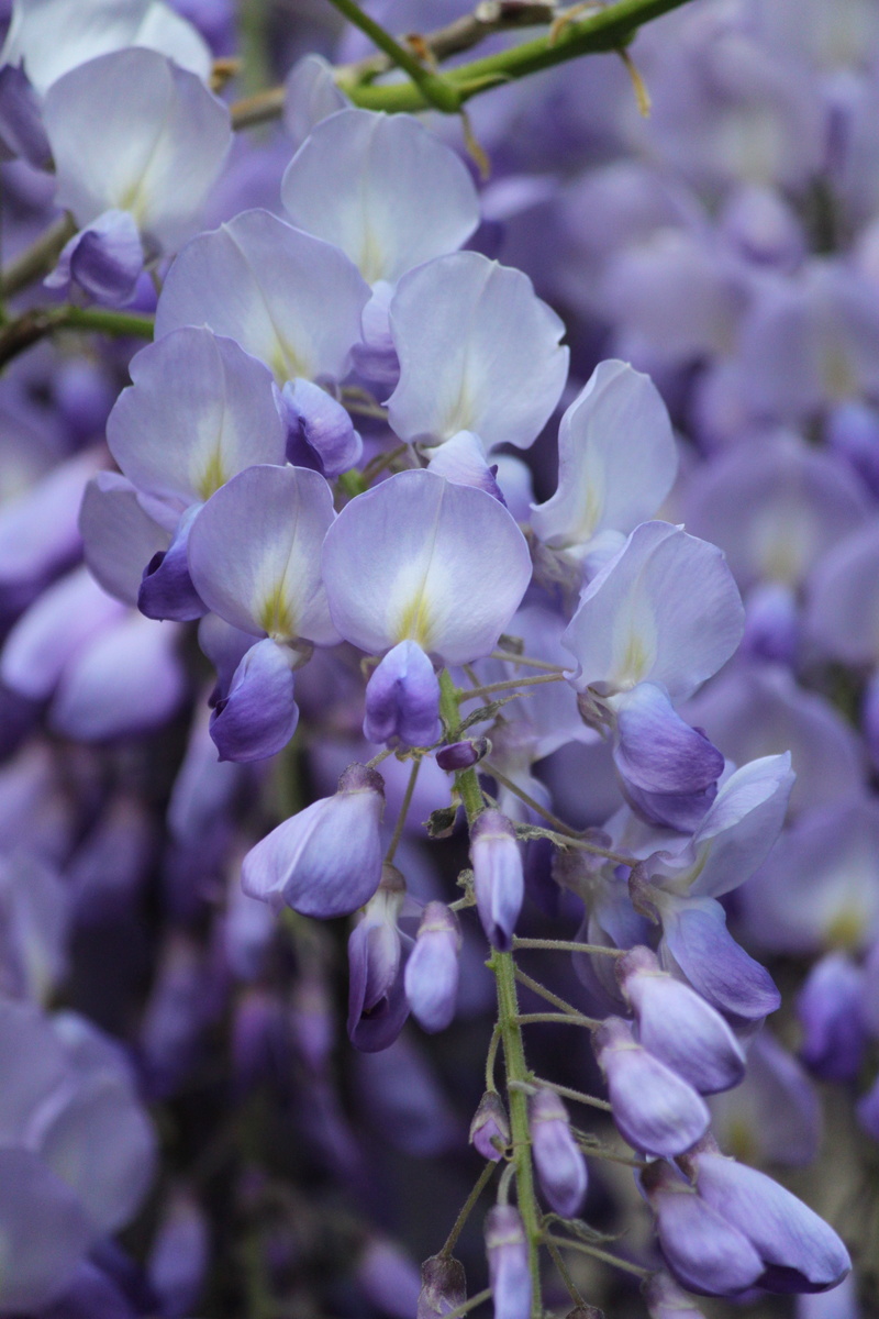 nature, beauty in nature, flowers, day, selective focus, fragility, flower, decorative, blue rain, flora, wisteria, bloom, flower head, plant, close-up