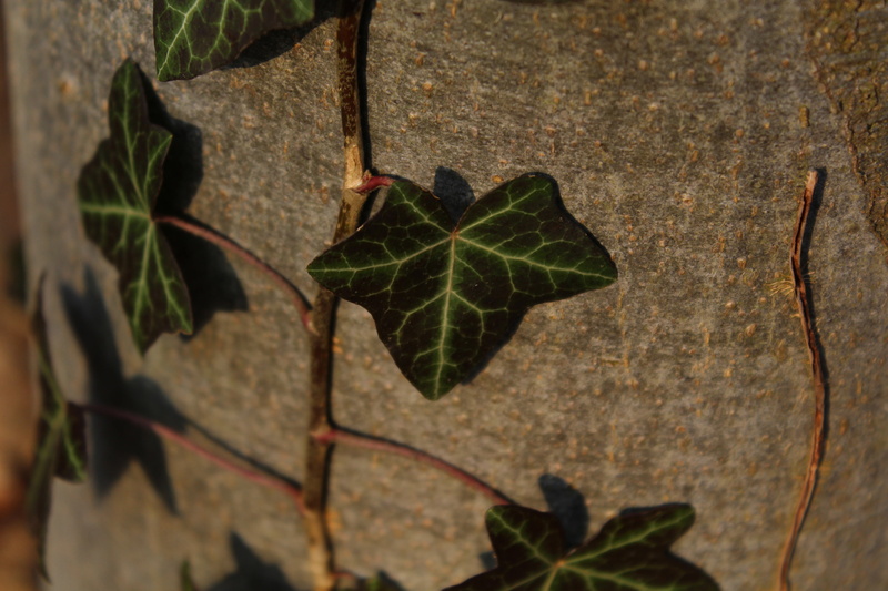 leaves, beauty in nature, selective focus, day, fragility, leaf vein, outdoors, log, bark, growth, leaf, focus on foreground, plant part, plant, vulnerability