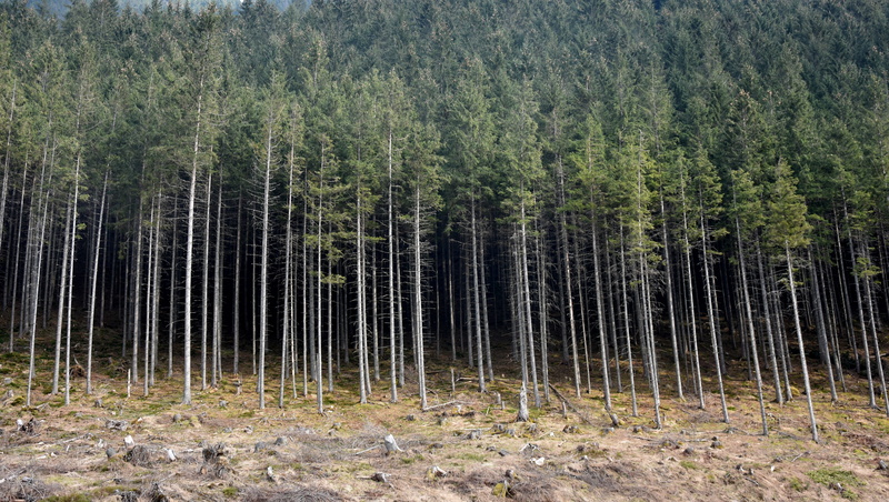 bamboo - plant, tree, no people, pine tree, pine woodland, mystical, plant, tranquil scene, landscape, field, abundance, mystery, land, tranquility, beauty in nature