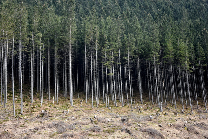 woodland, pine woodland, mystical, outdoors, growth, green, forest, beauty in nature, abundance, pine tree, non-urban scene, coniferous tree, tree trunk