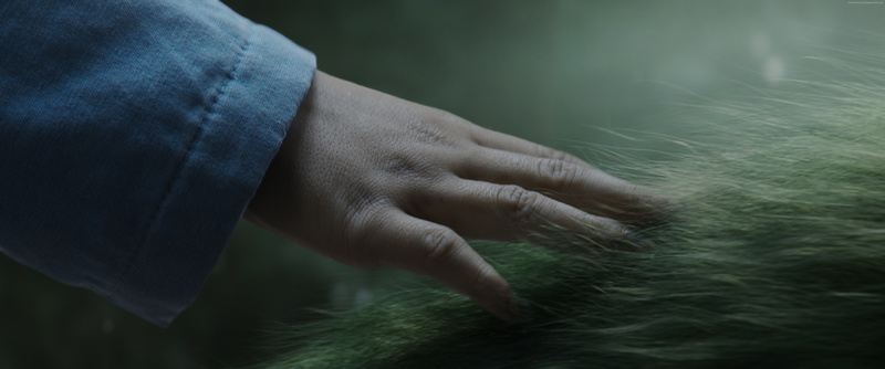 plant, Petes Dragon, nature, men, 5K, focus on foreground, human body part, environment, body part, adult, mature adult, finger, touching, best movies of 2016
