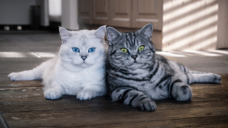 cats, cat, Duo, young, floor, handsome, lie, blue, kittens, light, two cats, British, furniture, pair, teenagers, eyes, house, the room, two, a couple