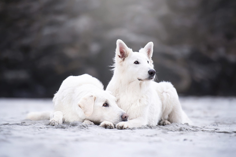 together, Duo, look, 1080P, white, dogs, pair, sand, bokeh, background, nature, pose, lie, two dogs, two, a couple, friends, Swiss shepherd dog