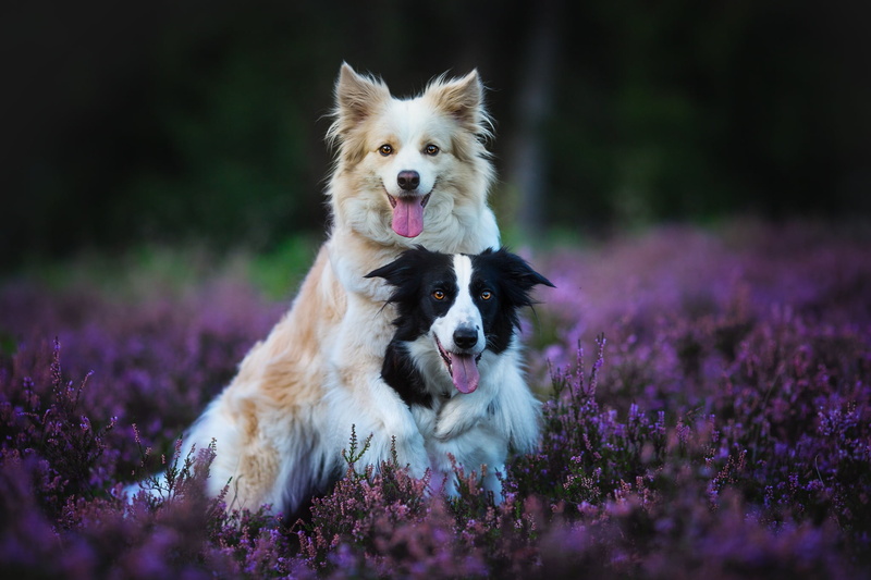 two dogs, forest, glade, the border collie, 1080P, pair, Duo, muzzle, pose, nature, friends, friendship, two, hugs, language, lilac, dogs, flowers, Heather