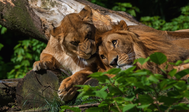 family idyll, summer, nature, look, two cats, two, logs, pair, eyes, love, 2K, lie, log, greens, two lions, face, wild cats, relationship, a couple, female