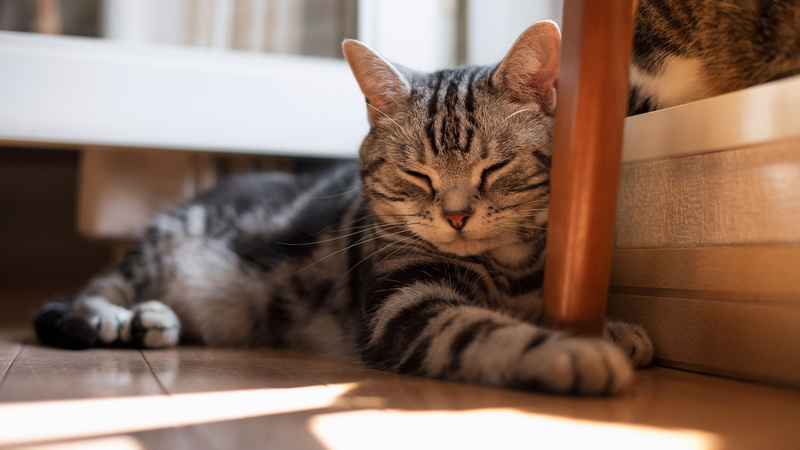 British, floor, cats, light, cat, comfort, sleep, paws, sleeping, lies, flooring, stay, 4K, grey, face, striped, house, furniture, leg