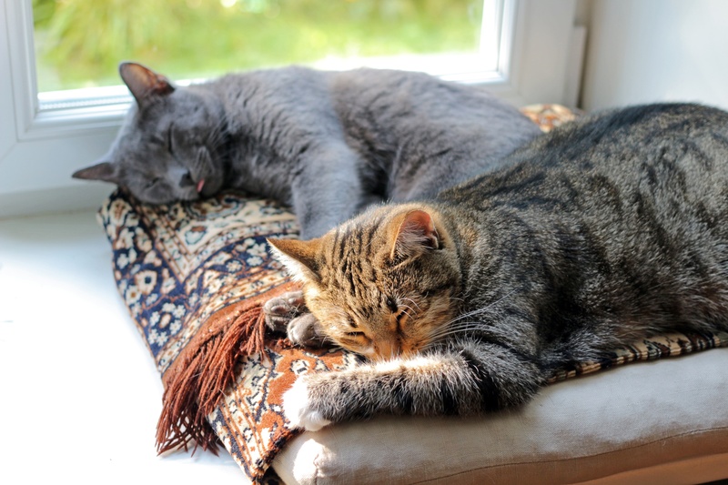 tabby, gray, cat, home, vacation, sleeping, relaxation, dream, one animal, indoors, black, 2K, resting, vertebrate, near, russian blue, sleep, animals