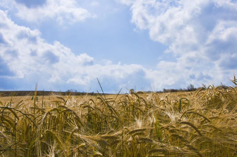 landscapes nature, tranquility, rural scene, doga, 4K, landscape nature, mill, reflection, beach, cereal plant, plant, farm, wheat, beauty in nature, growth