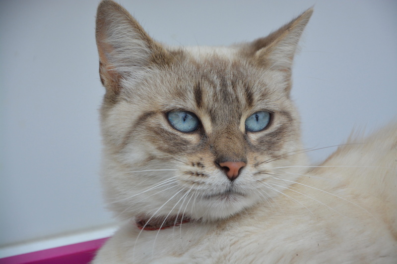 happiness, whisker, brown, animal eye, nature, domestic, eye, blue eyes, no people, animal body part, female, 5K, whiskers, domestic cat, tabby, young cat