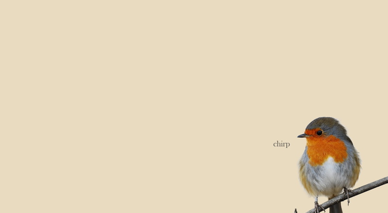 copy space, orange, robin, Funny, vertebrate, chirp, cut out, day, animals in the wild, close-up, animal themes, bird, animal wildlife, orange color, gray