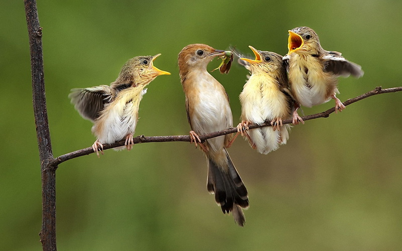 family, feathers, insect, branch, sparrows, who was the first, here, tree, nature, fly, hunger, children, mom, kids, wings, food, birds, chirp chirp, 1080P