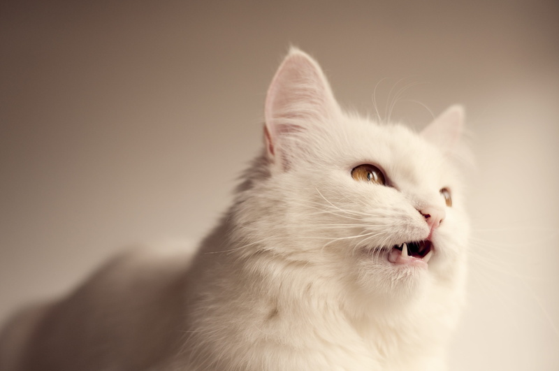animal head, animal themes, turkish angora, domestic, no people, animal, expression, 4K, studio shot, close-up, portrait, white, eye, one animal, focus on foreground