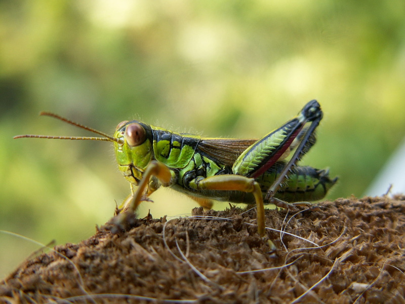 one Animal, animal wildlife, wildlife, animals And Pets, macro, gebirgsschrecke, cricket, invertebrate, animals in the wild, creature, close-up, tree, day