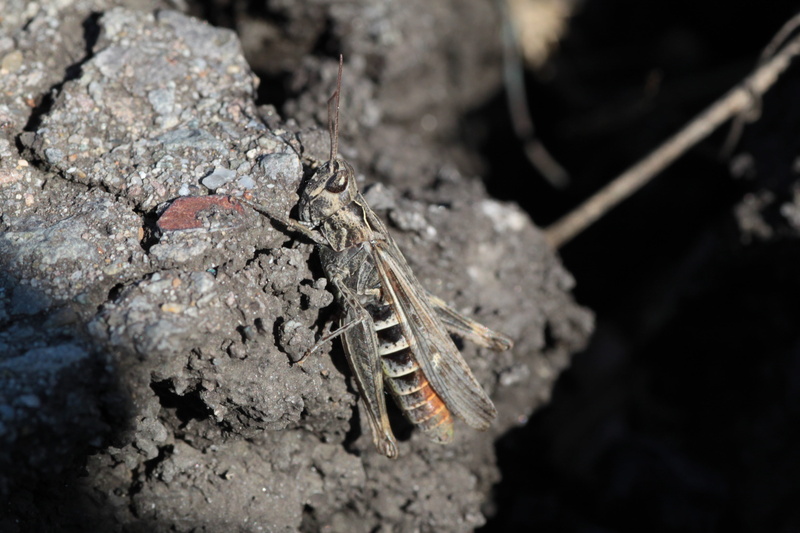no people, 4K, textured, grasshopper, outdoors, animal themes, solid, rock - object, lizard, high angle view, animal, insect, land, one animal, vertebrate