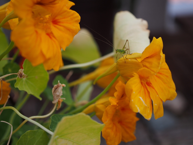 growth, no people, pattern, butterfly - insect, flower head, close-up, insect, animal wildlife, outdoors, yellow, pollination, fragility, focus on foreground