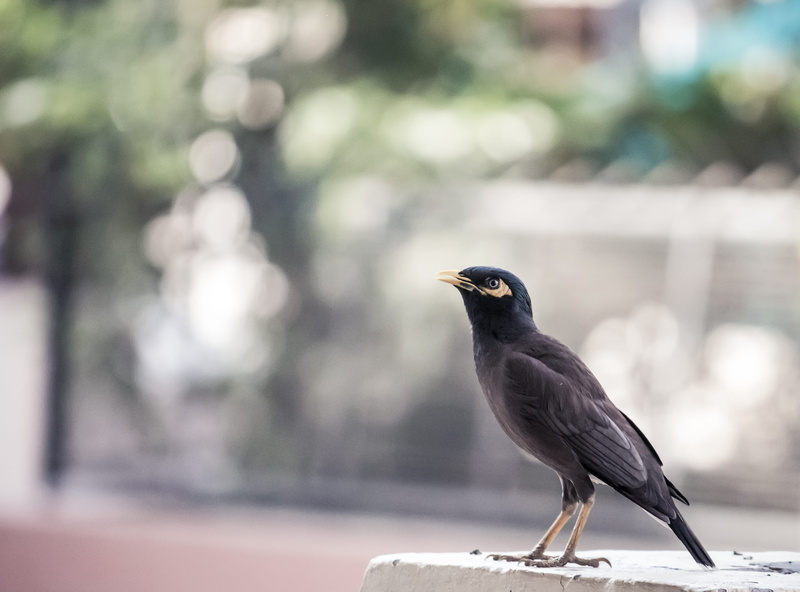 animals in the wild, blackbird, perching, bokeh, beak, feathers, animal, india, summer, no people, clothing, full length, outdoor, agelaius, vertebrate