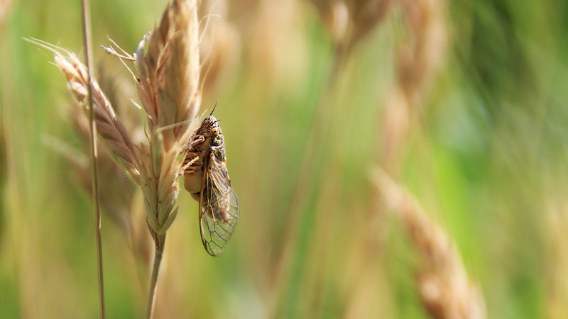 day, no people, landscape, 4K, growth, selective focus, crop, chirp, nature, rural scene, land, field, farm, plant, cereal plant, brown, close-up, beauty in nature