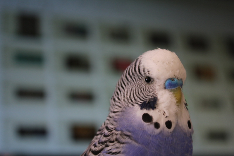 pet, blue, focus on foreground, feather, 5K, poser, bird, animal body part, plumage, day, parrot, vertebrate, wing, one animal, animal wildlife, no people