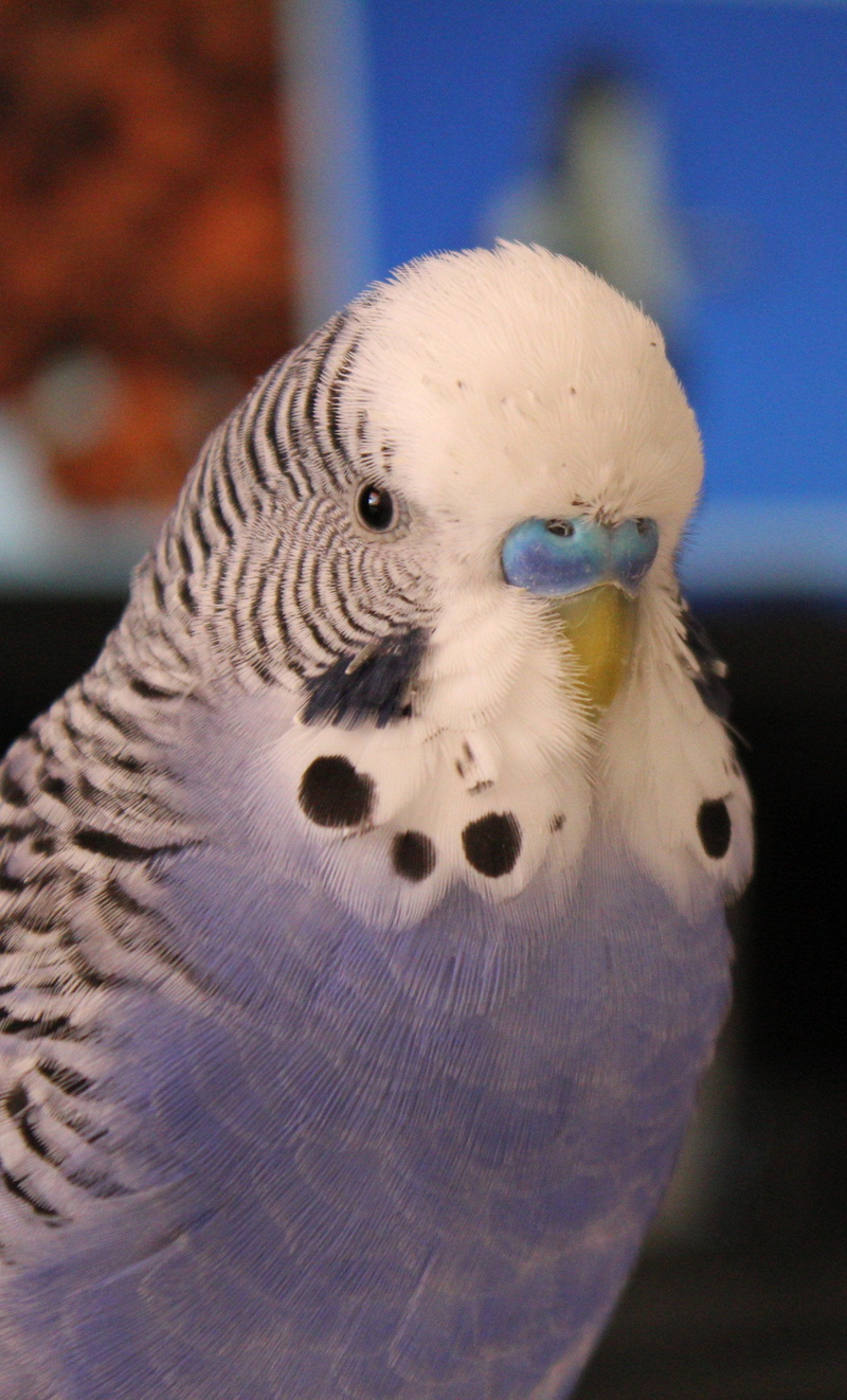 close-up, representation, blue, male, wing, art and craft, animal head, animal representation, bird, animal wildlife, sweet, wildlife, budgie, budgerigar
