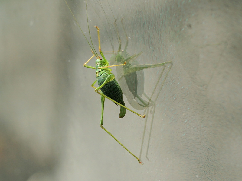 outdoors, grille, insect, chirping, green, grasshopper, selective focus, green color, animal, praying mantis, wall - building feature, animal themes, 2K