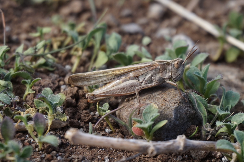 day, animal wildlife, poisonous, plant, outdoors, field, nature, growth, animal, animals in the wild, plant part, invertebrate, chirping, land, grasshopper