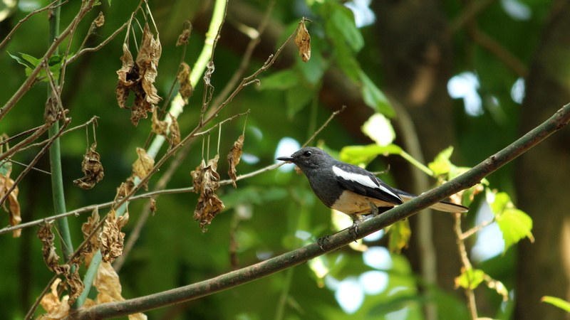 forest, no people, one animal, outdoors, animal wildlife, wild, songbird, focus on foreground, wood, close-up, vertebrate, natural, branch, animal, 4K