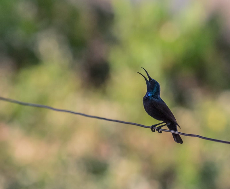 animal, blackbird, bluebird, focus on foreground, beak, hummingbird, cable, singing, sitting, flying, plant, eyes, legs, full length, sector 3d, branch