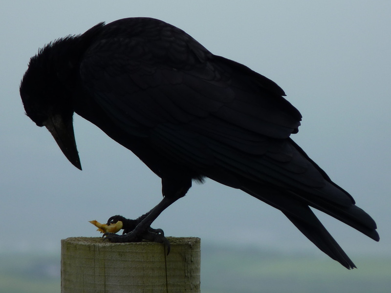 dark, chirping, black color, close, animal wildlife, sky, beak, vertebrate, nature, day, photo, close-up, no people, animal, bird, eat, wood - material
