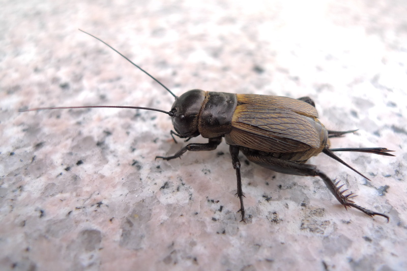 grille, chirping, animals in the wild, 2K, animal body part, nature, outdoors, animal antenna, close-up, beetle, wall - building feature, creature, ochre colours