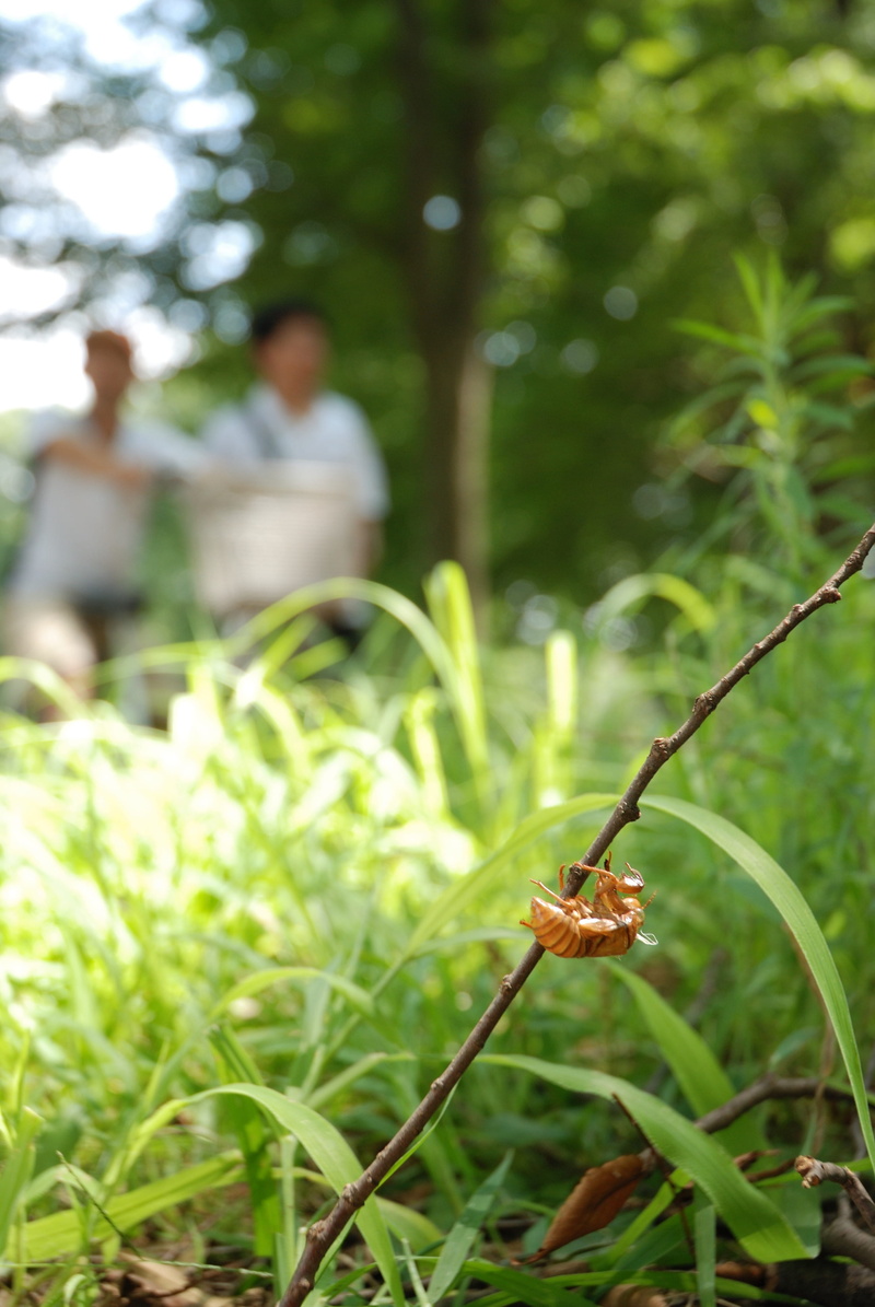 larva, metamorphosis, carcass, Animal, cicadidae, winged, Shell, park, outdoors, adult, focus on foreground, togetherness, outdoor, greens, day, real people