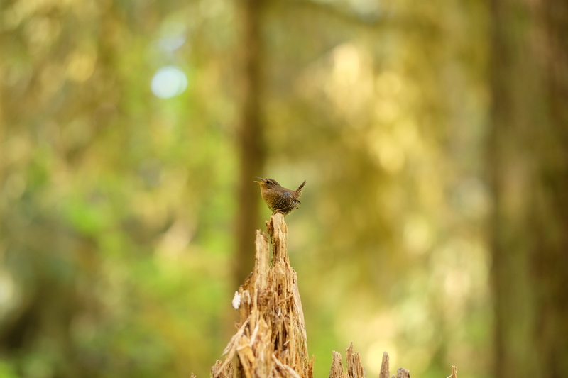 hummingbird, one animal, bird singing, animals in the wild, animal wildlife, woodland, brown, forest, plant, focus on foreground, day, no people, nature