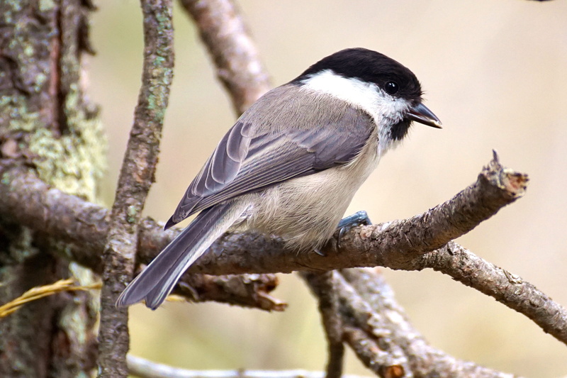 outdoors, gray, one animal, black color, profile view, vertebrate, tit, songbird, cute, beauty in nature, animals in the wild, marsh tit, tree, 2K, bird