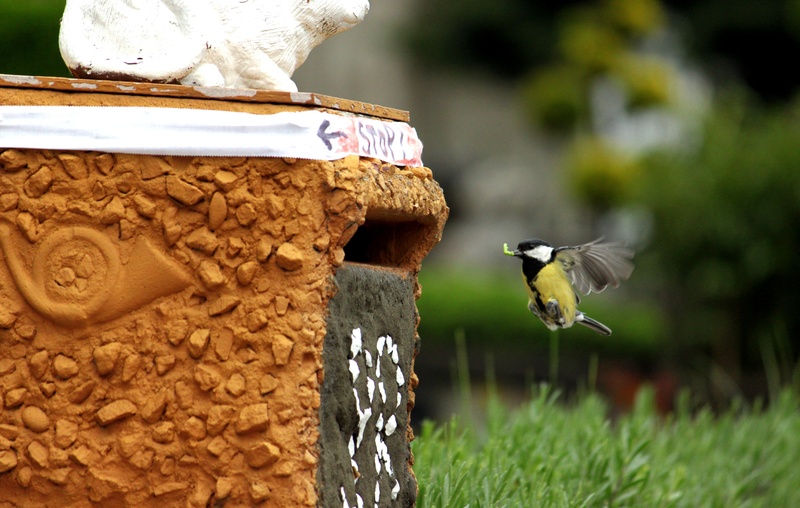 mid-air, feeding, orange, fly, songbird, small bird, animal, 4K, plumage, no people, flight, yellow, birds, sitting, birds nest, focus on foreground, bird